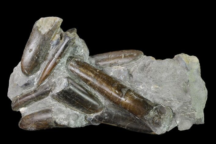 Fossil Belemnite (Paxillosus) Cluster - Mistelgau, Germany #139134